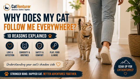 why-does-my-cat-follow-me-everywhere